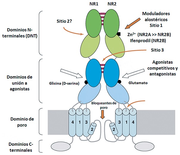 Nmda 2025 y magnesio